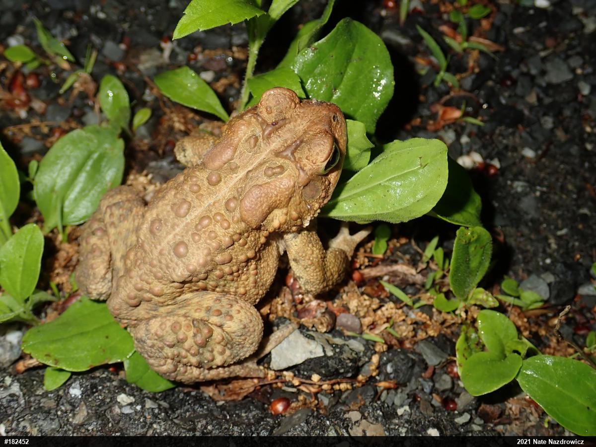Eastern American Toad