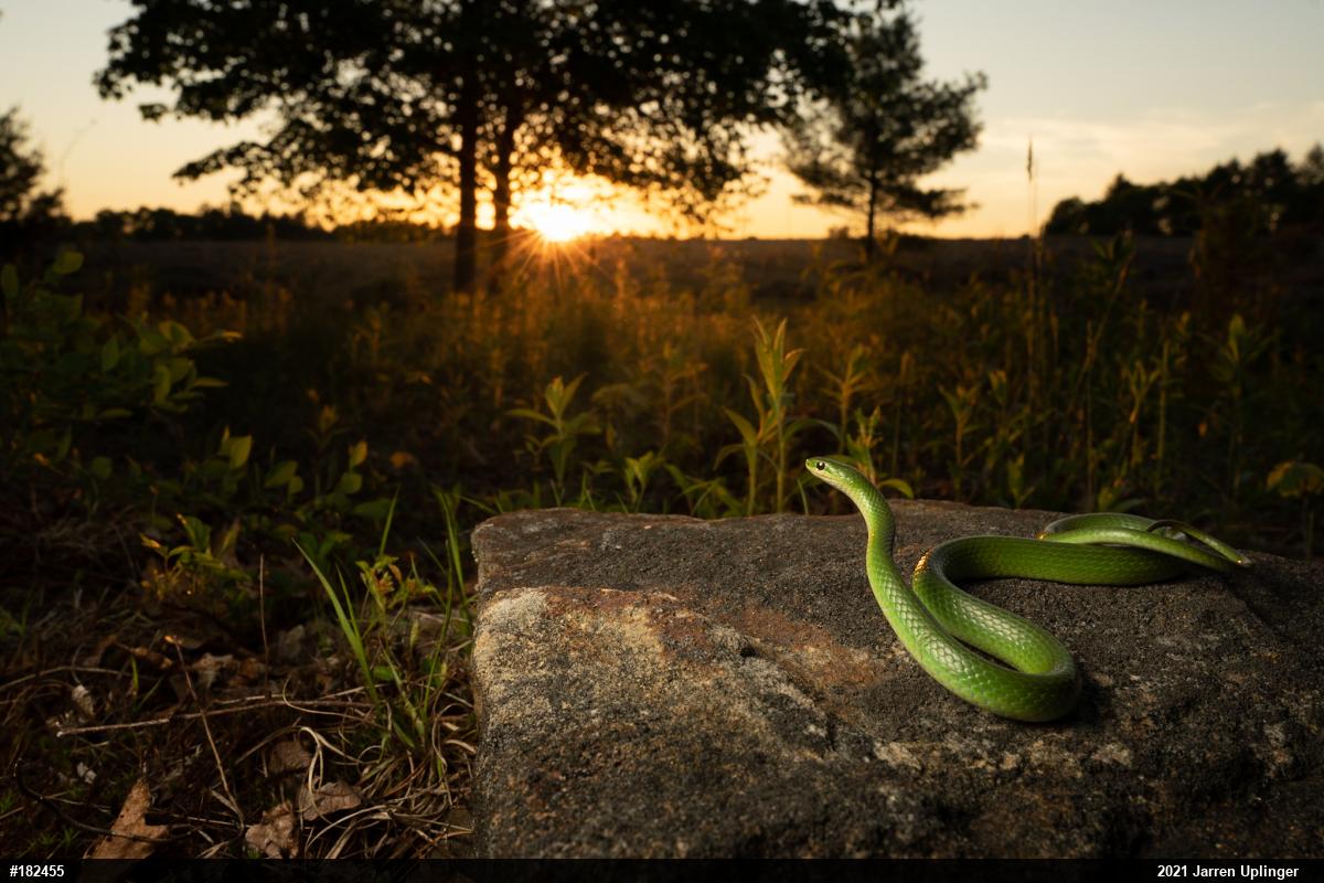 Smooth Greensnake