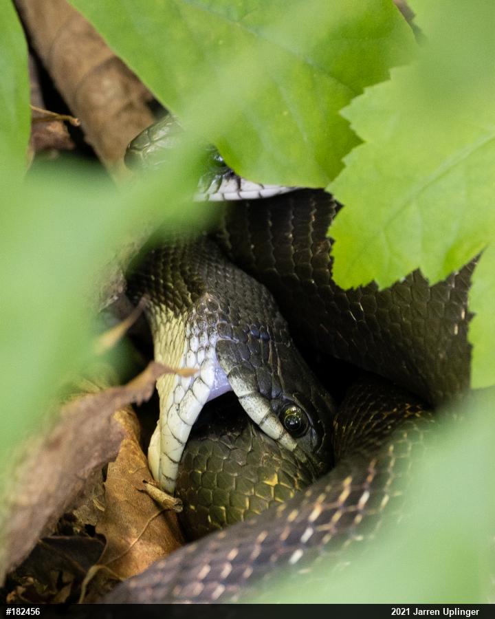 Eastern Ratsnake