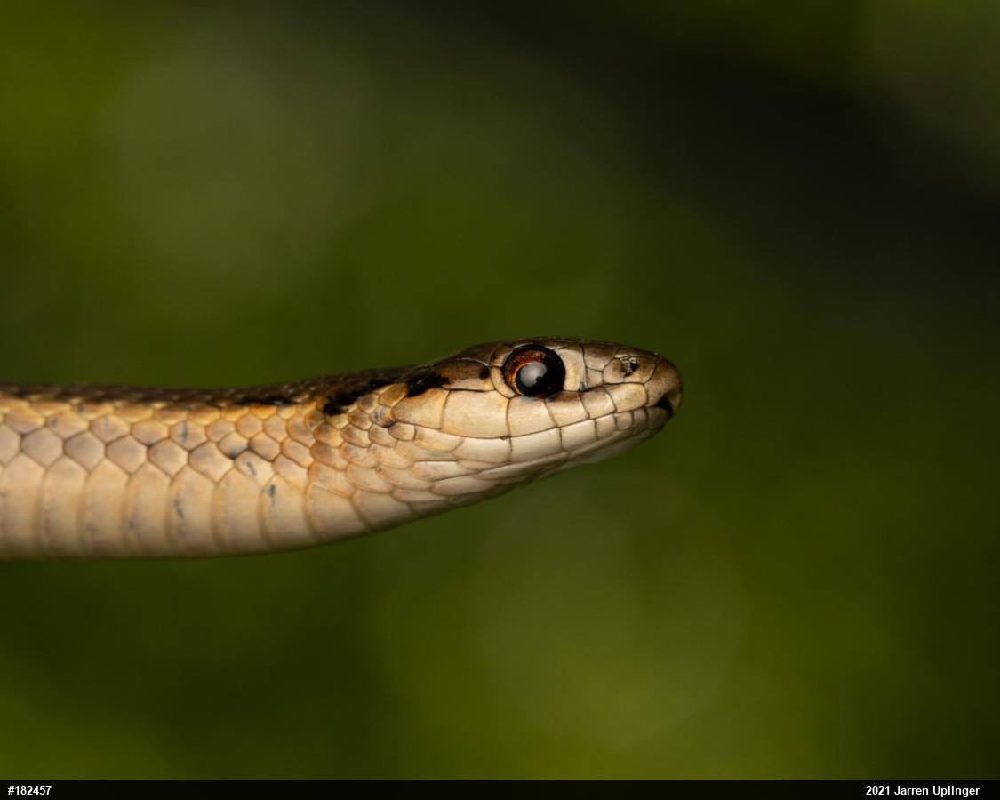 Shorthead Gartersnake