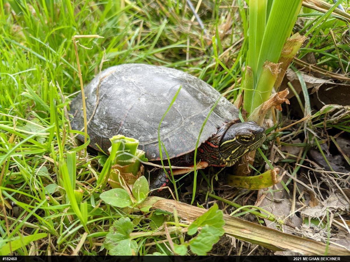 Midland Painted Turtle