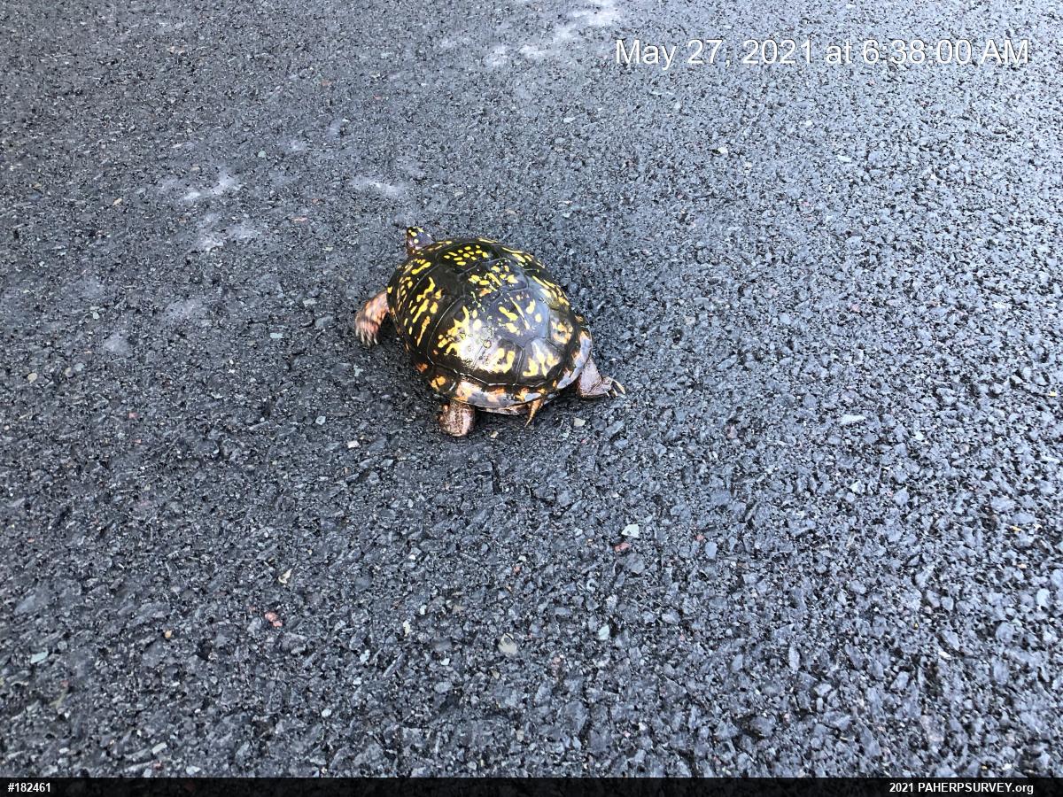 Eastern Box Turtle