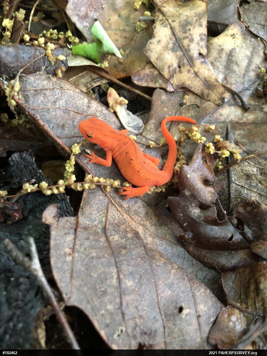 Red-spotted Newt