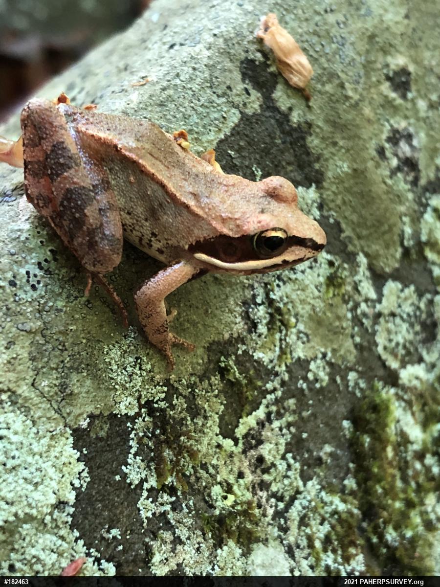 Wood Frog