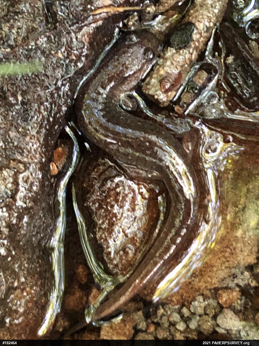 Northern Dusky Salamander