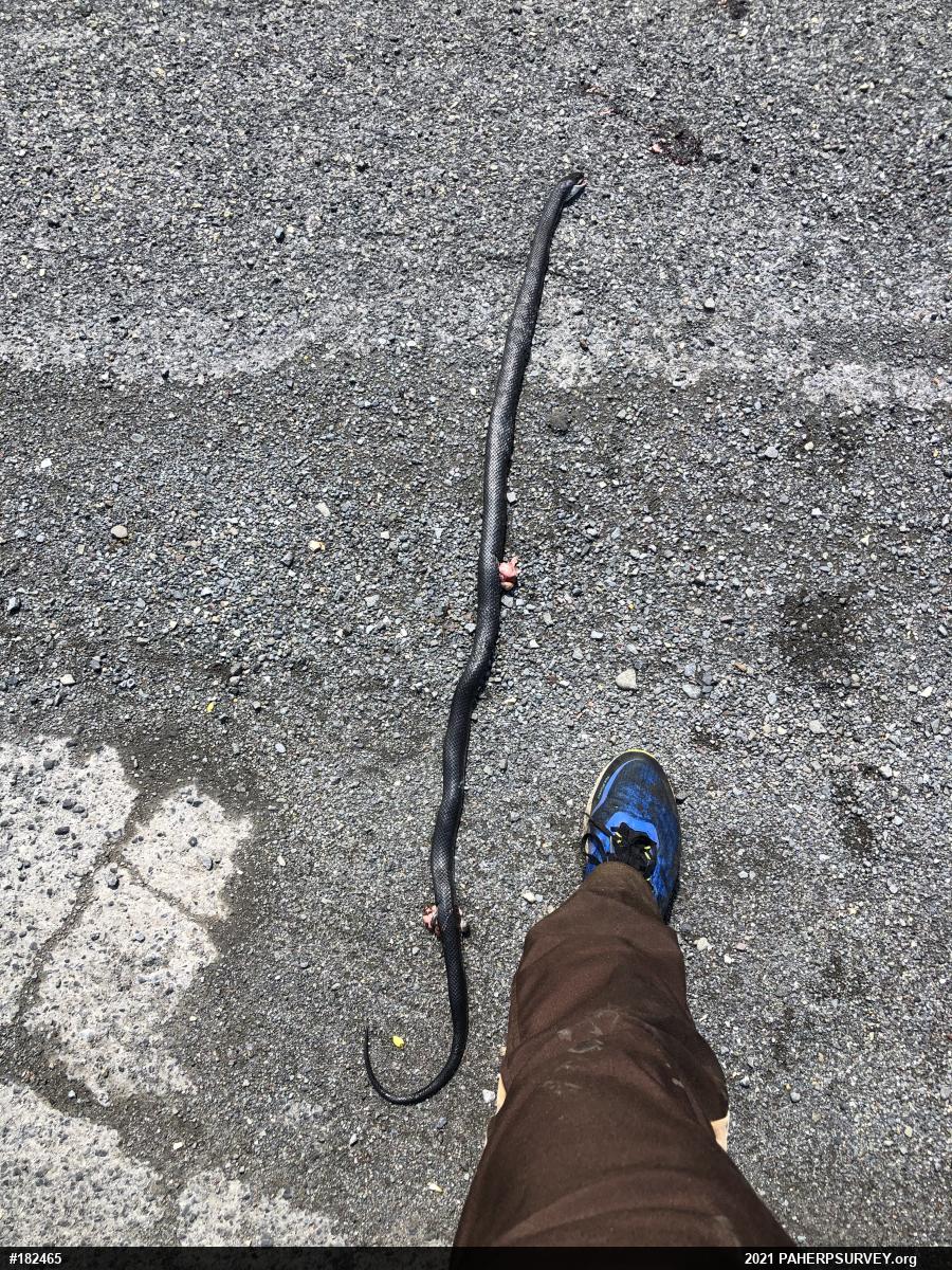 Eastern Ratsnake