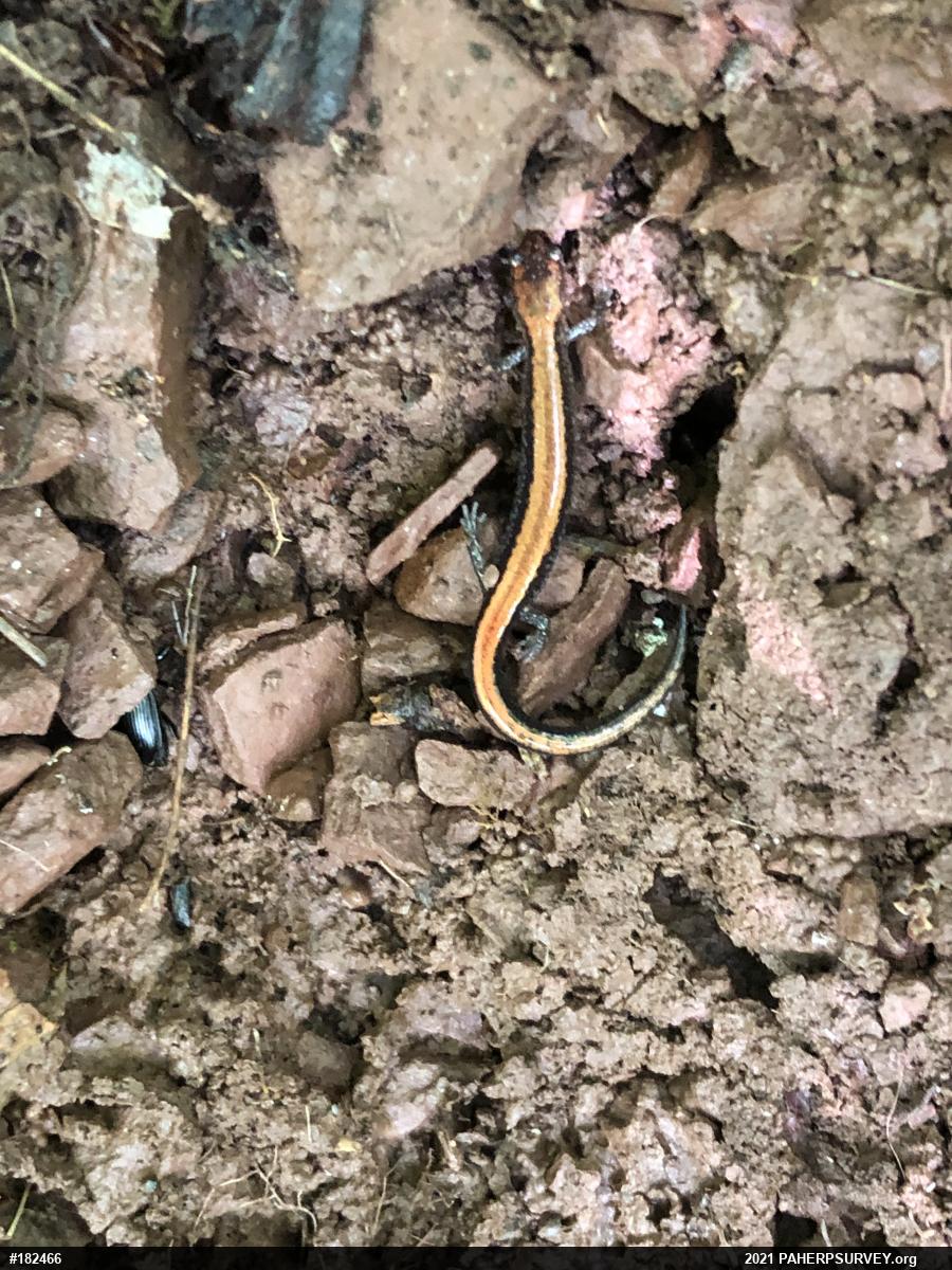 Eastern Red-backed  Salamander