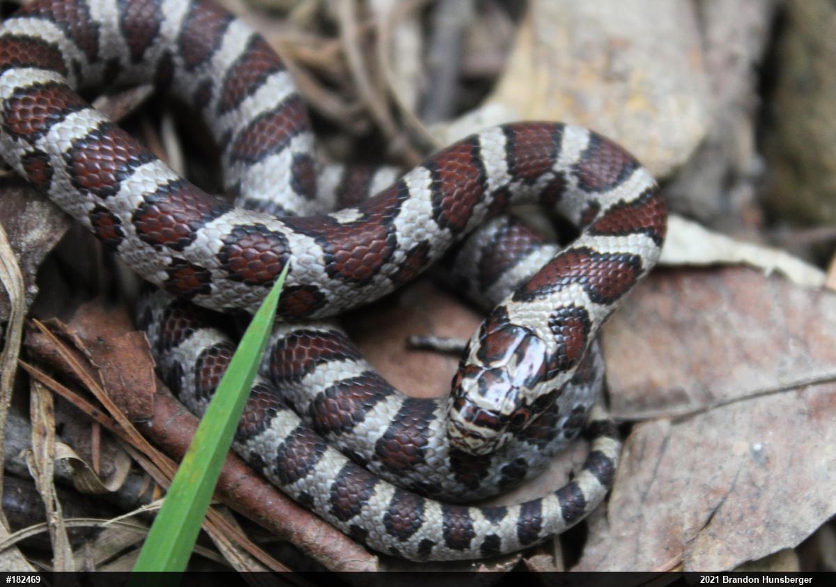 Eastern Milksnake
