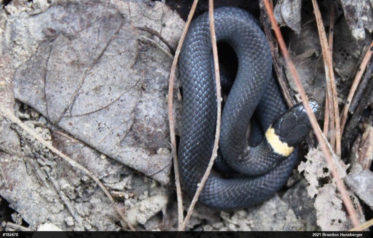 Northern Ring-necked Snake