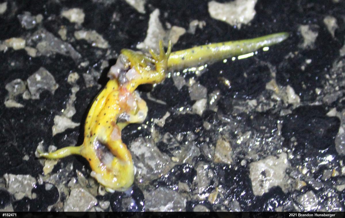 Red-spotted Newt