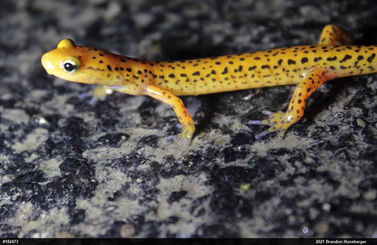 Eastern Long-tailed Salamander