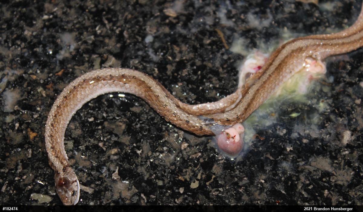 Dekay's Brownsnake
