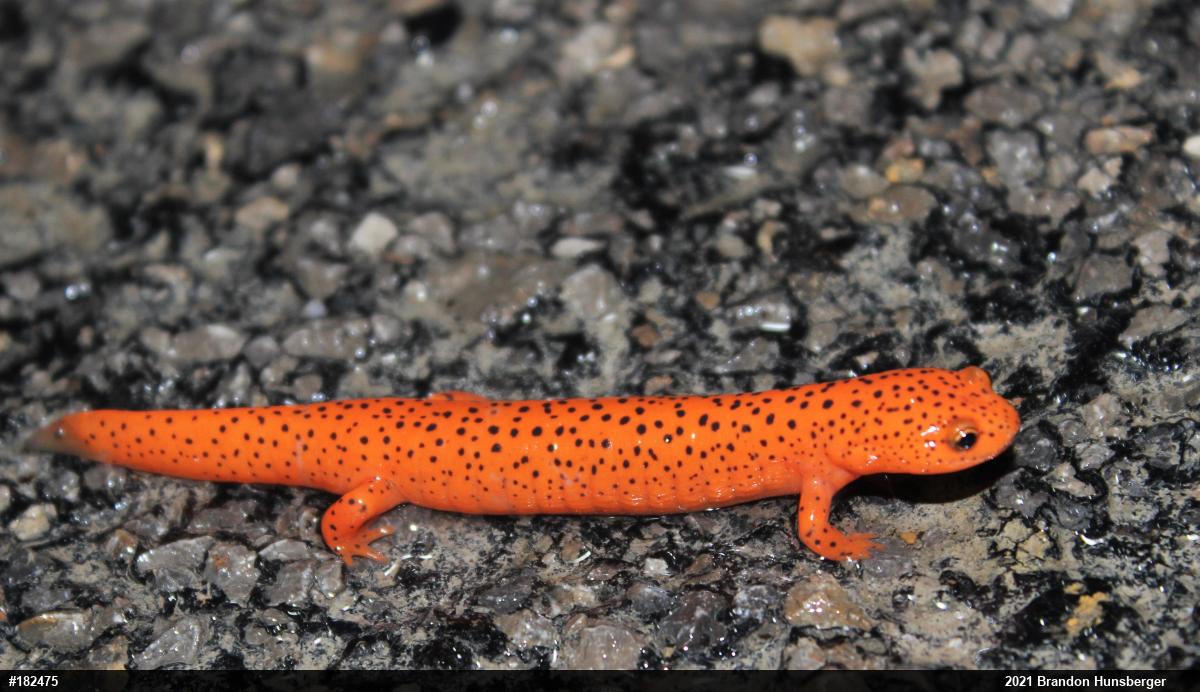 Northern Red Salamander