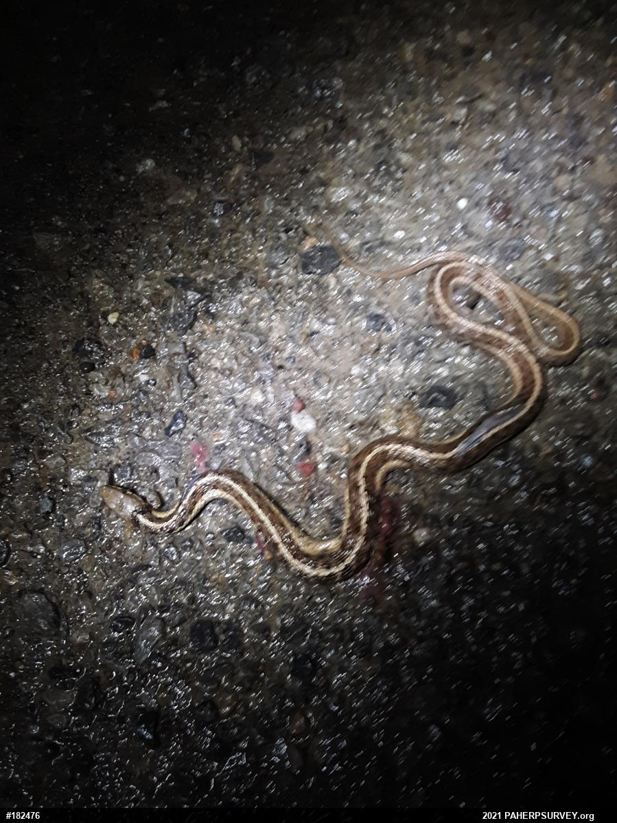 Eastern Gartersnake