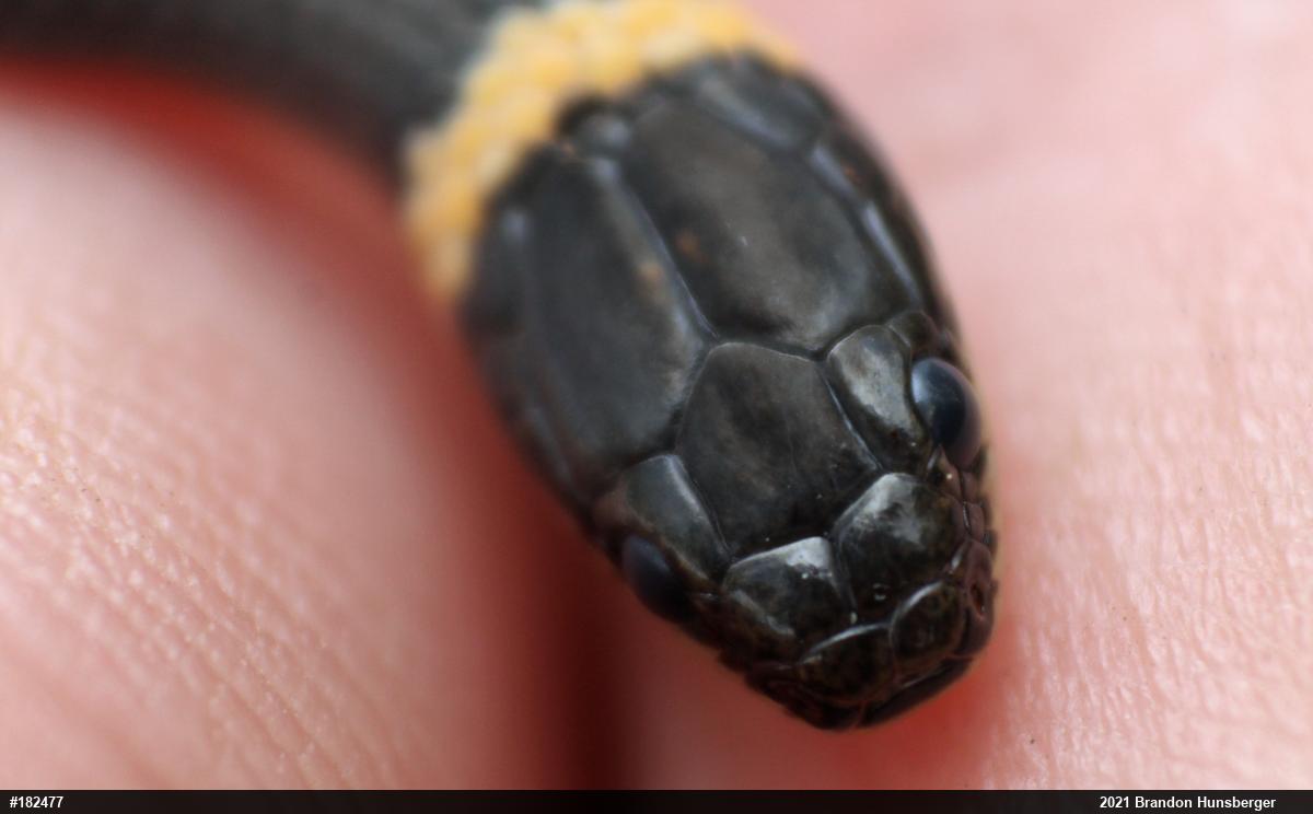Northern Ring-necked Snake