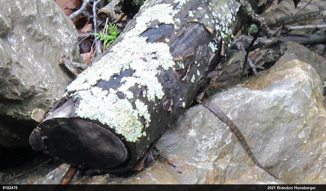 Northern Watersnake
