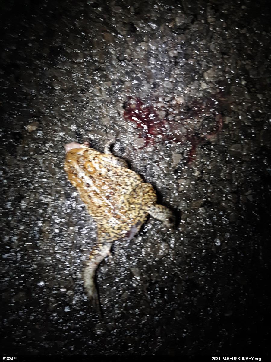 Eastern American Toad
