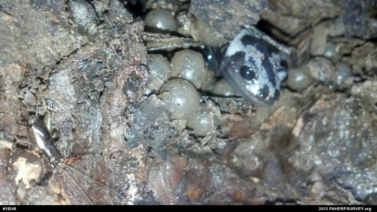Marbled Salamander
