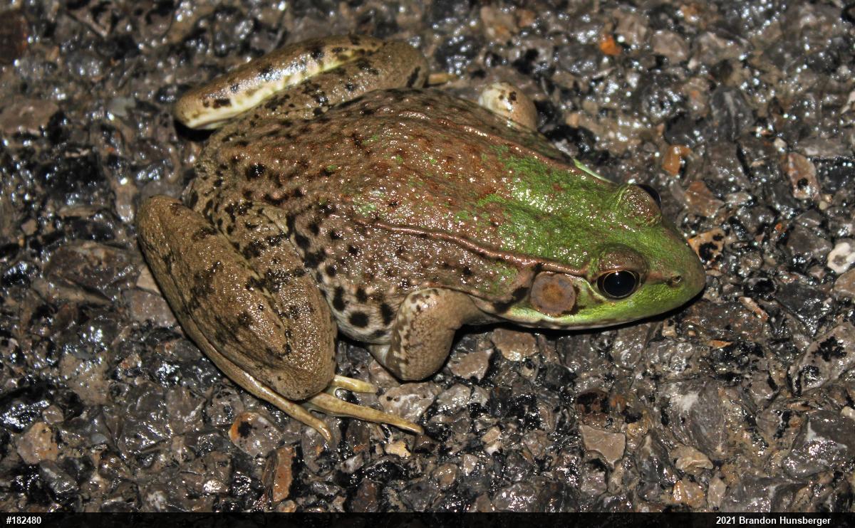 Green Frog