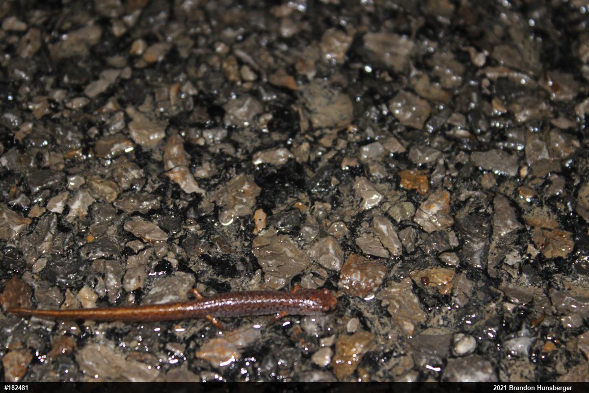 Four-toed Salamander