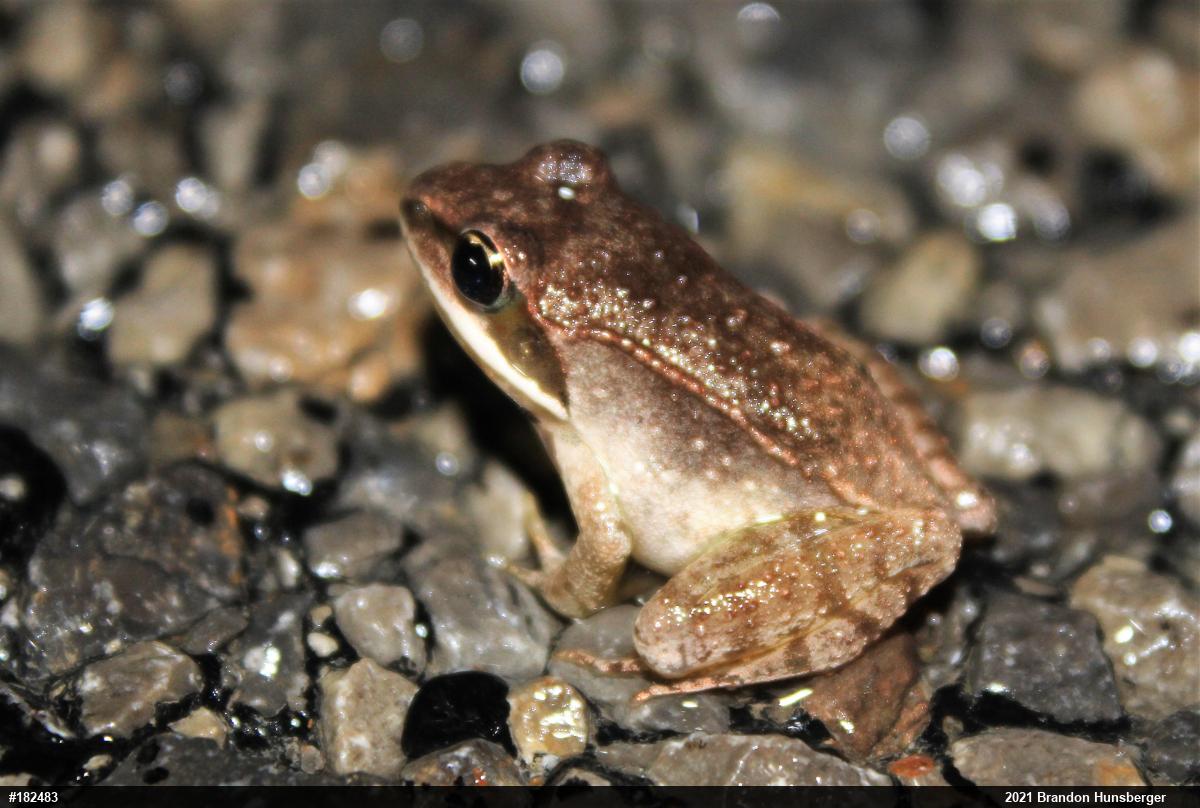 Wood Frog