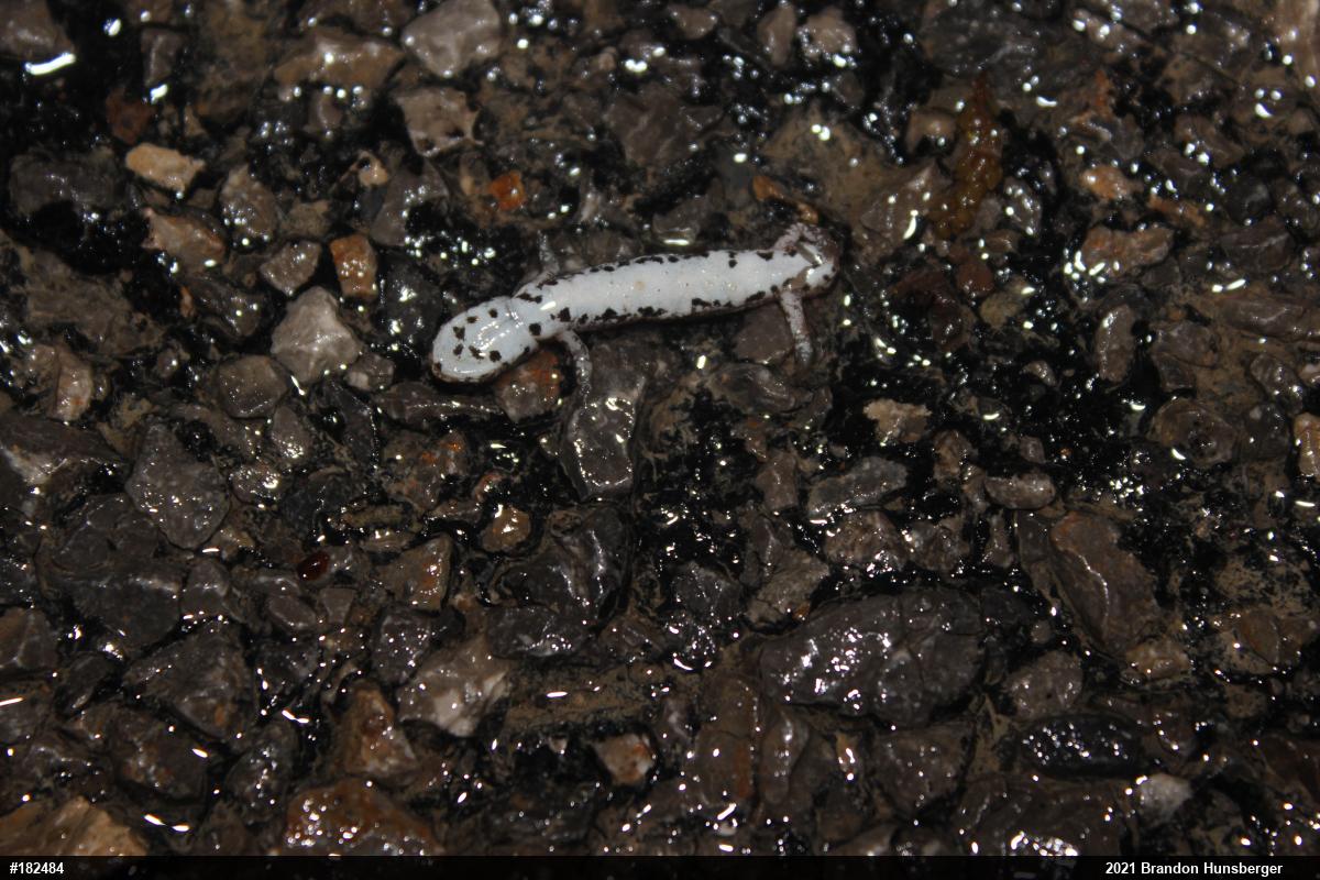 Four-toed Salamander