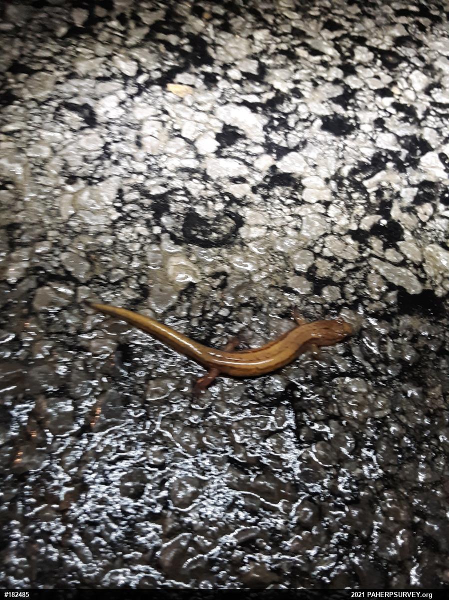 Allegheny Mountain Dusky Salamander