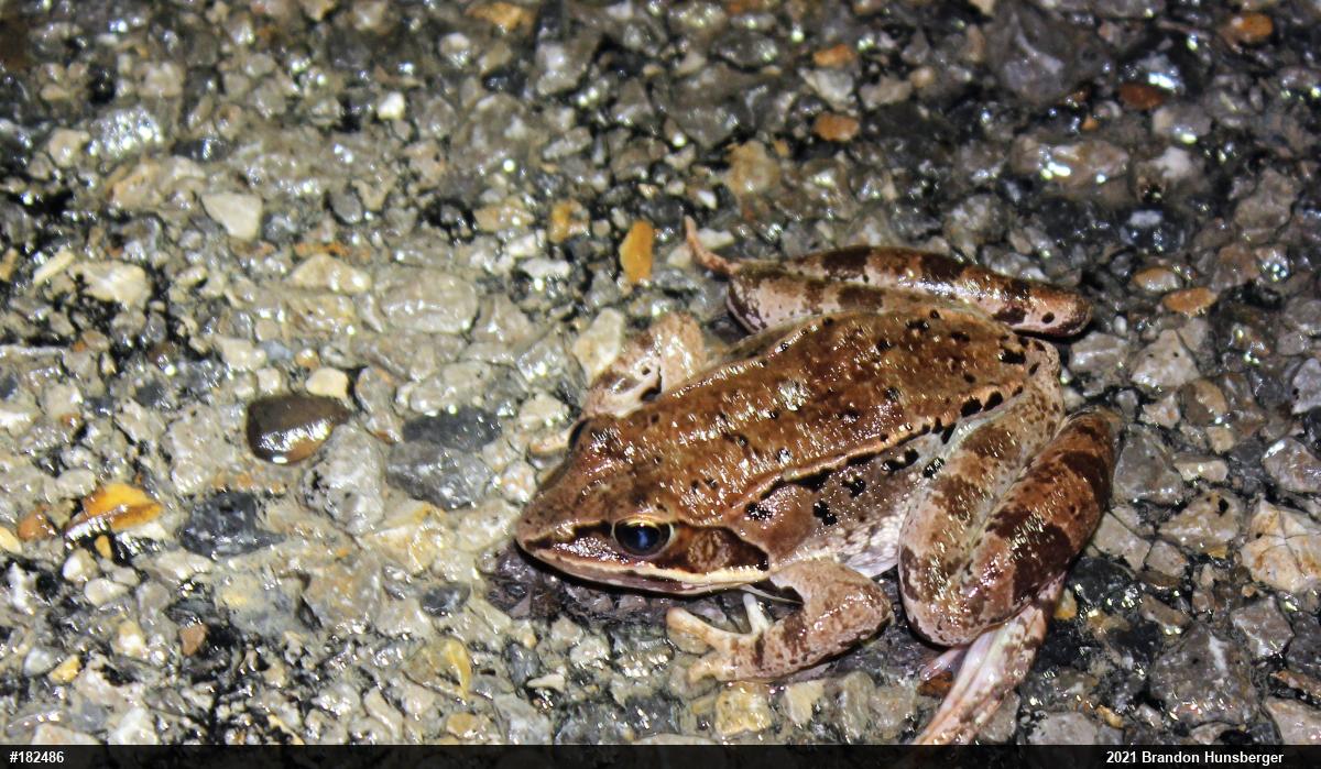 Wood Frog