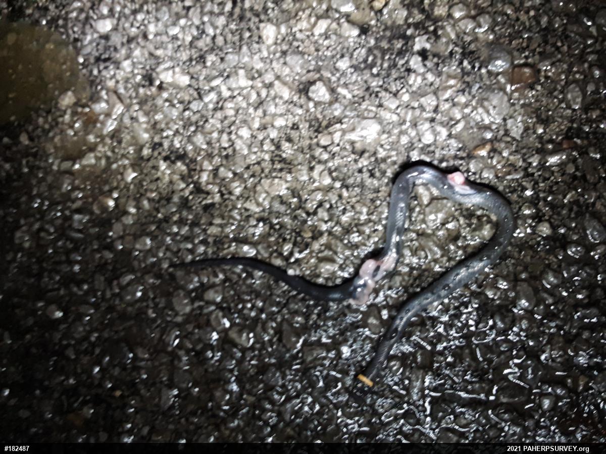 Northern Ring-necked Snake