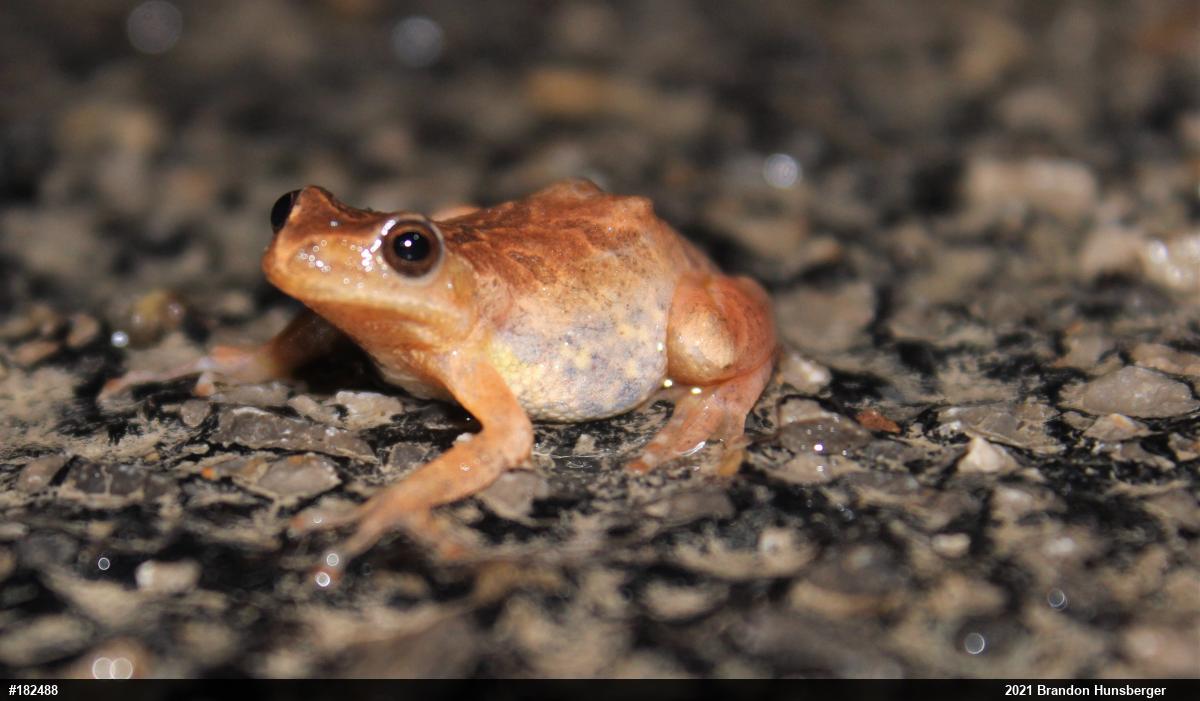Spring Peeper