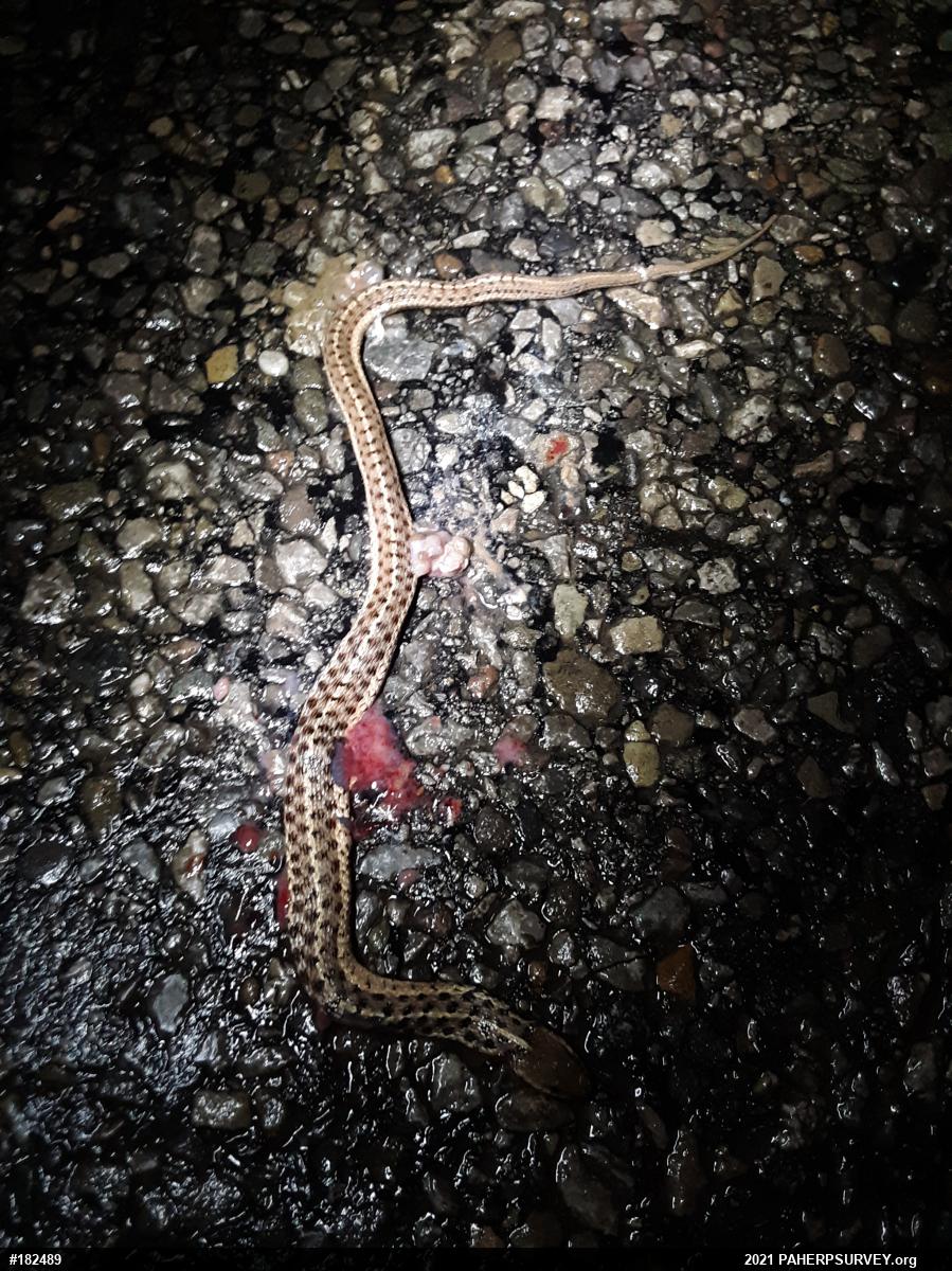 Eastern Gartersnake