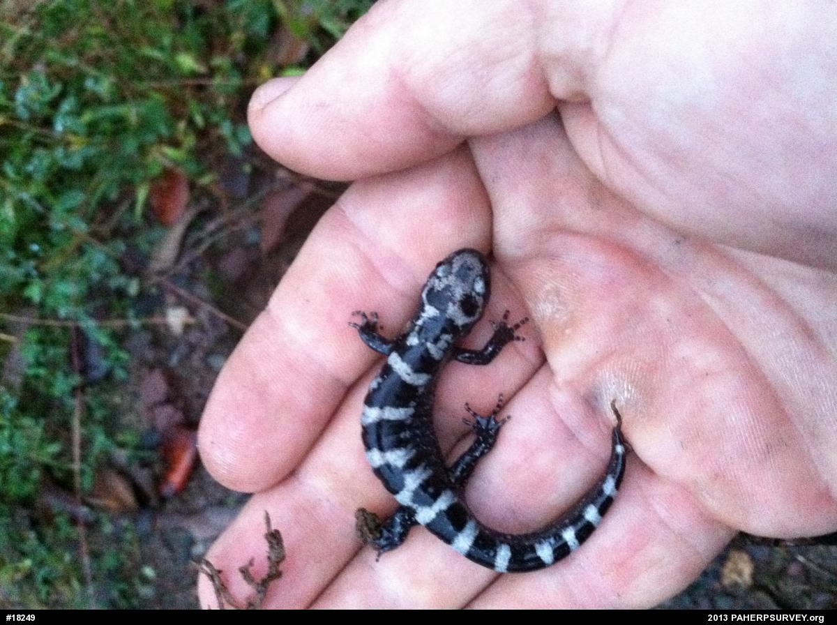 Marbled Salamander