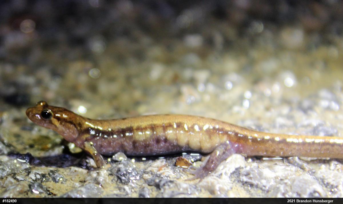 Allegheny Mountain Dusky Salamander