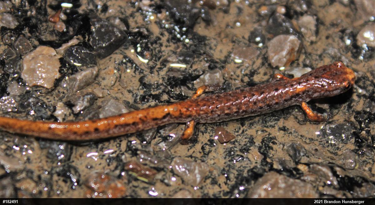 Four-toed Salamander