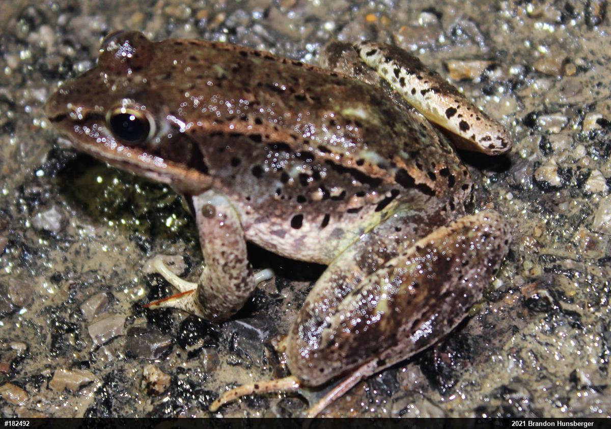 Wood Frog