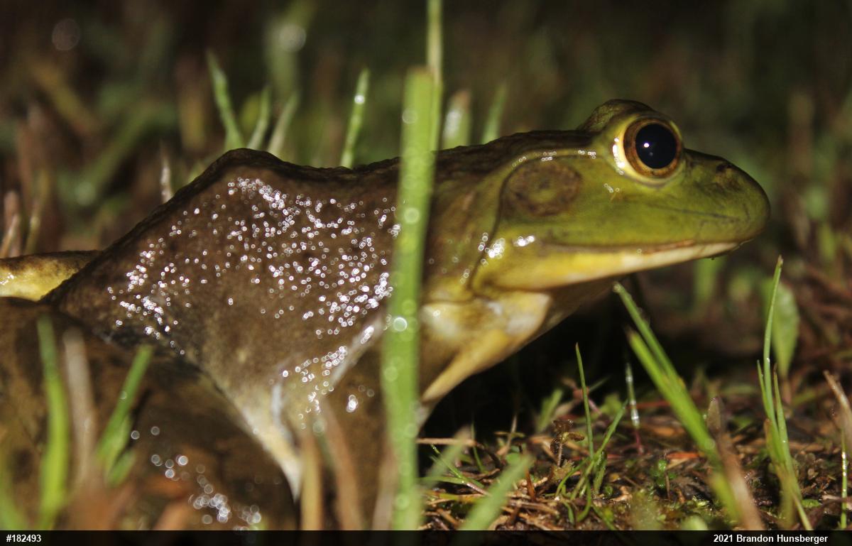 American Bullfrog