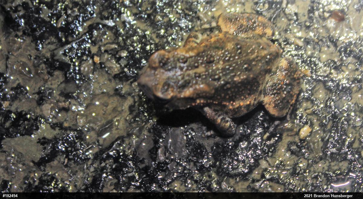 Eastern American Toad