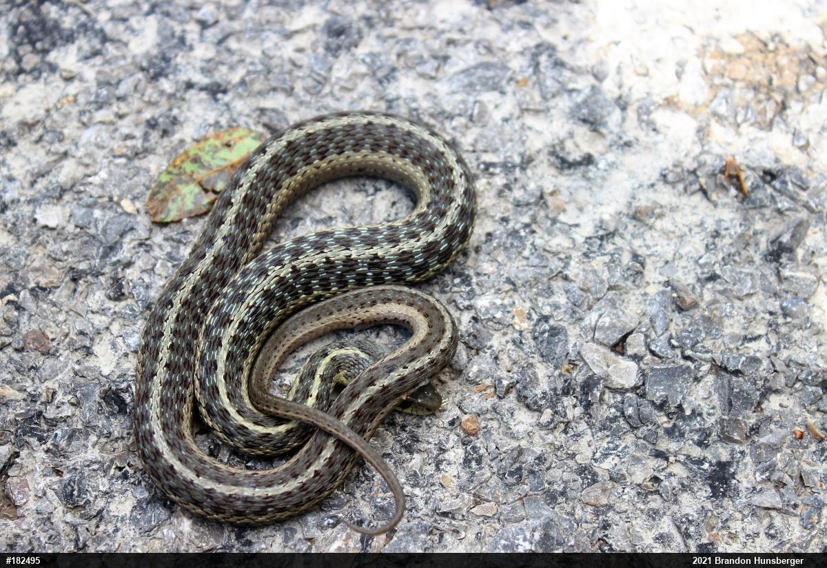 Eastern Gartersnake