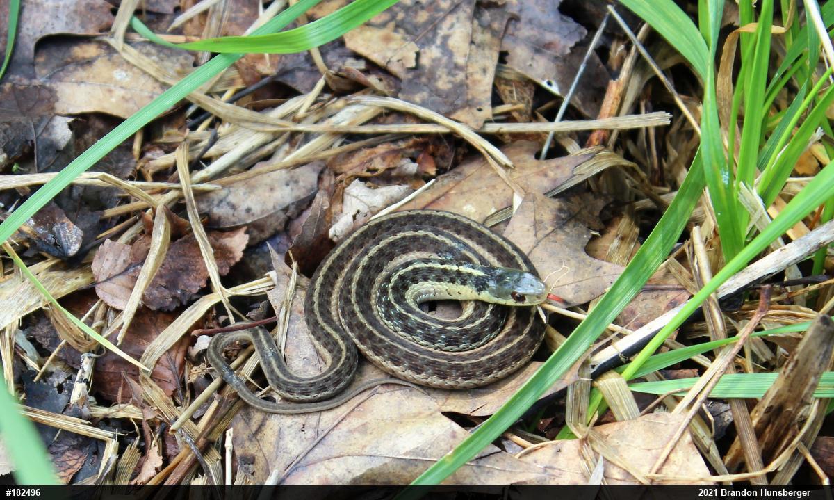 Eastern Gartersnake