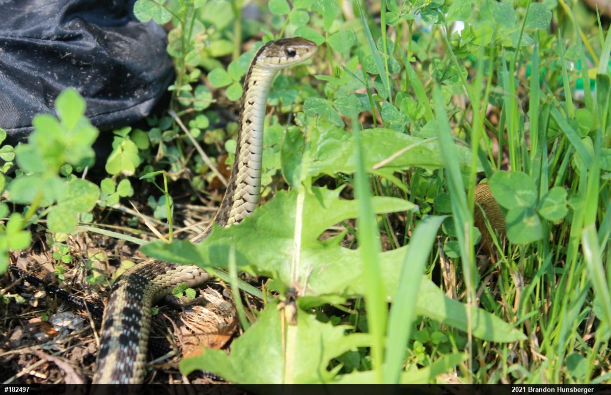 Eastern Gartersnake
