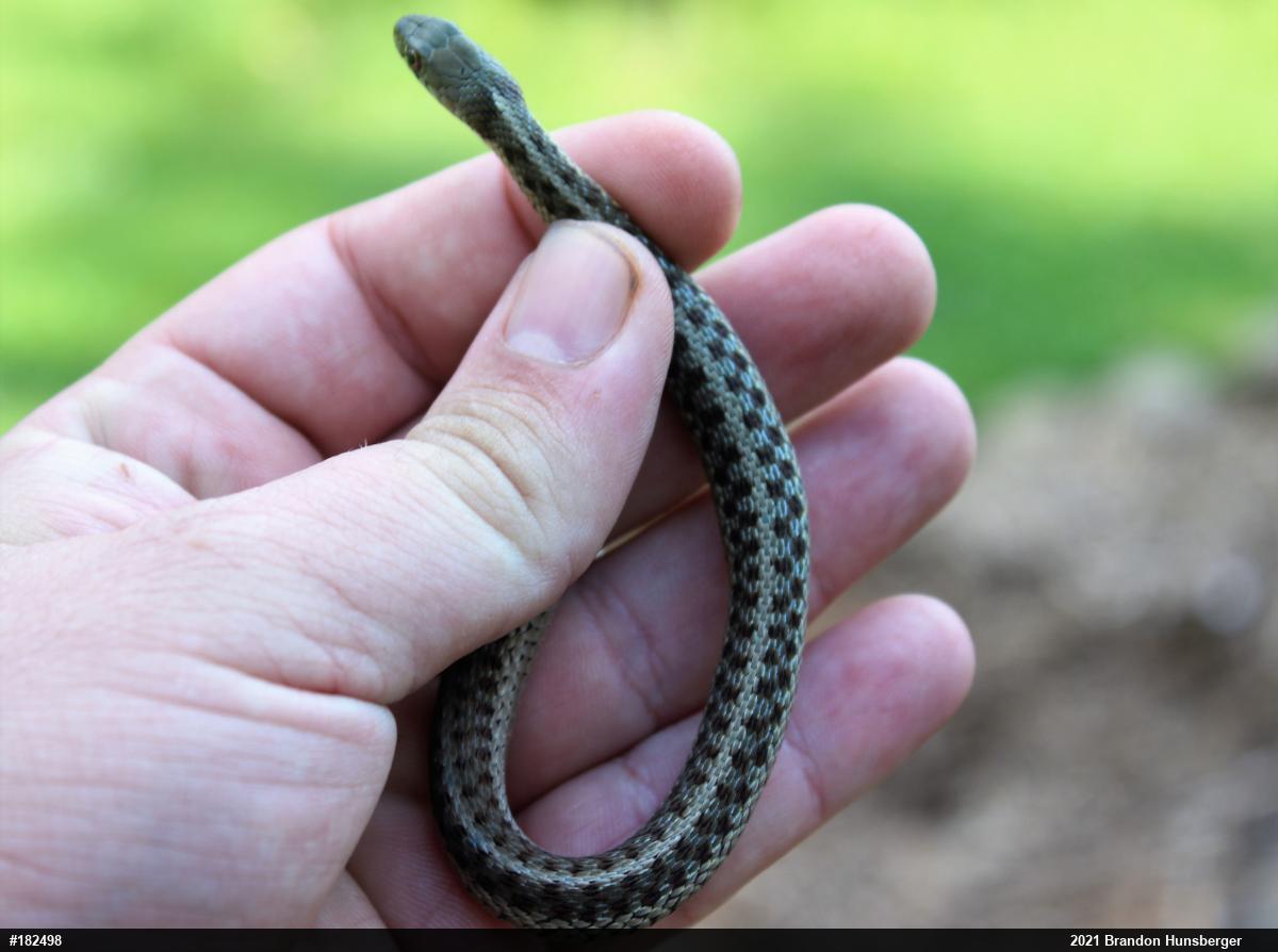 Eastern Gartersnake
