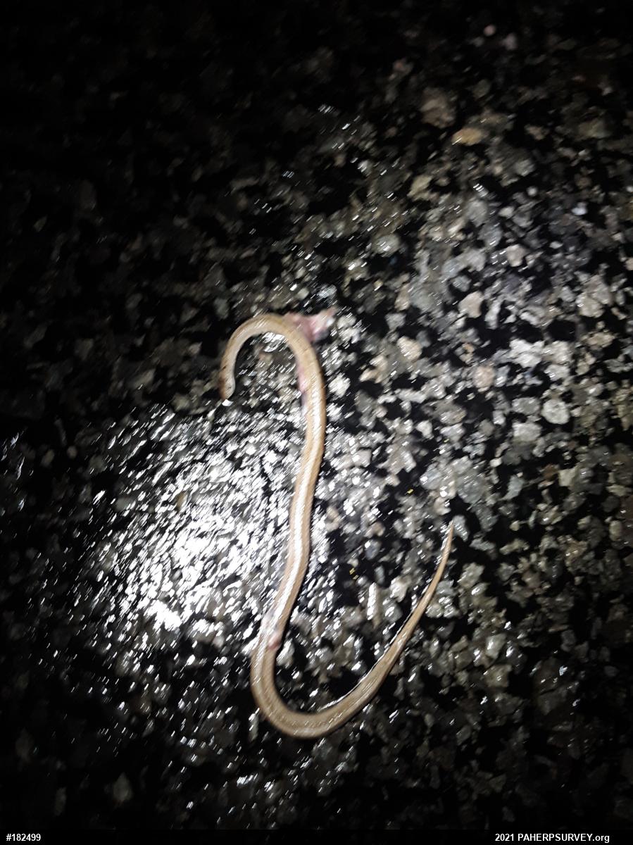 Dekay's Brownsnake