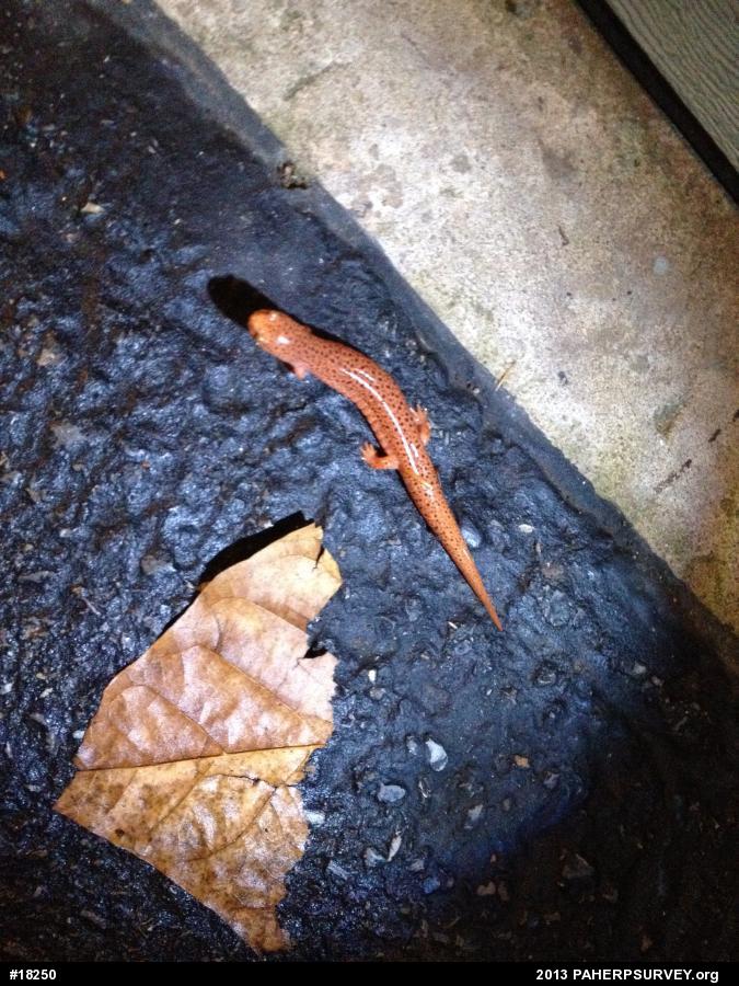 Northern Red Salamander
