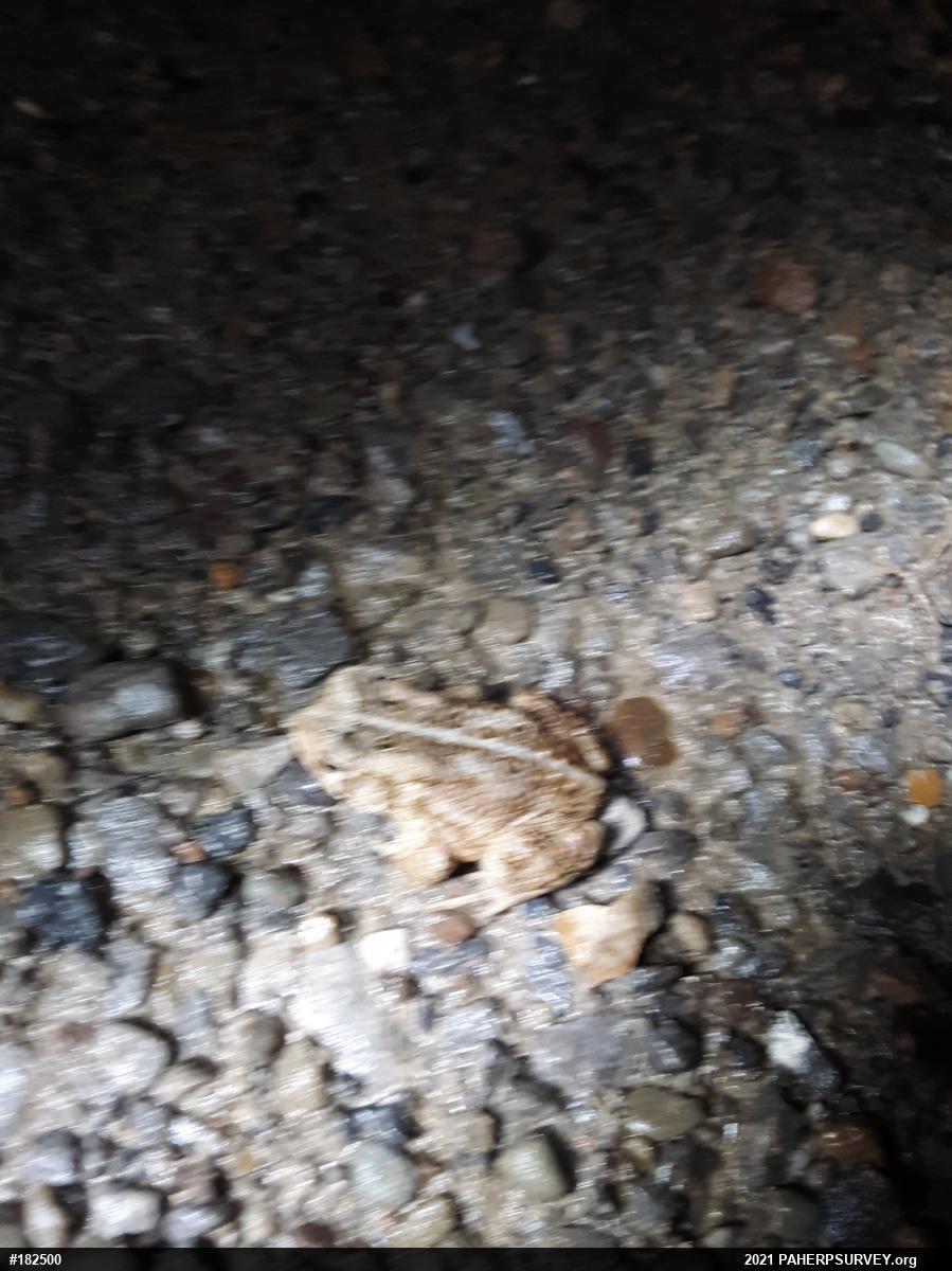 Eastern American Toad