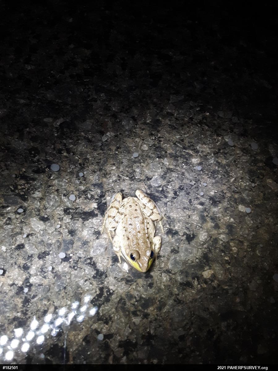 Green Frog