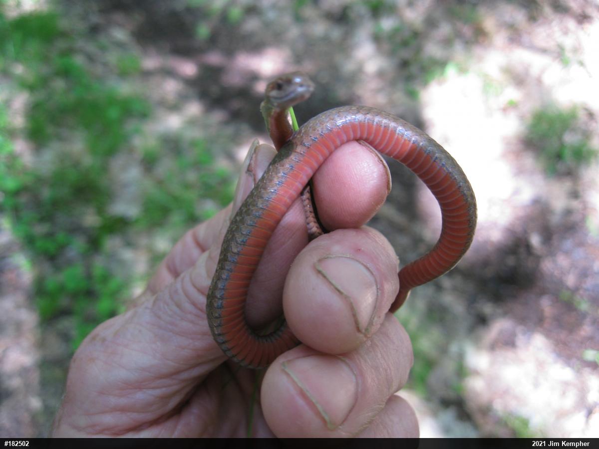 Red-bellied Snake