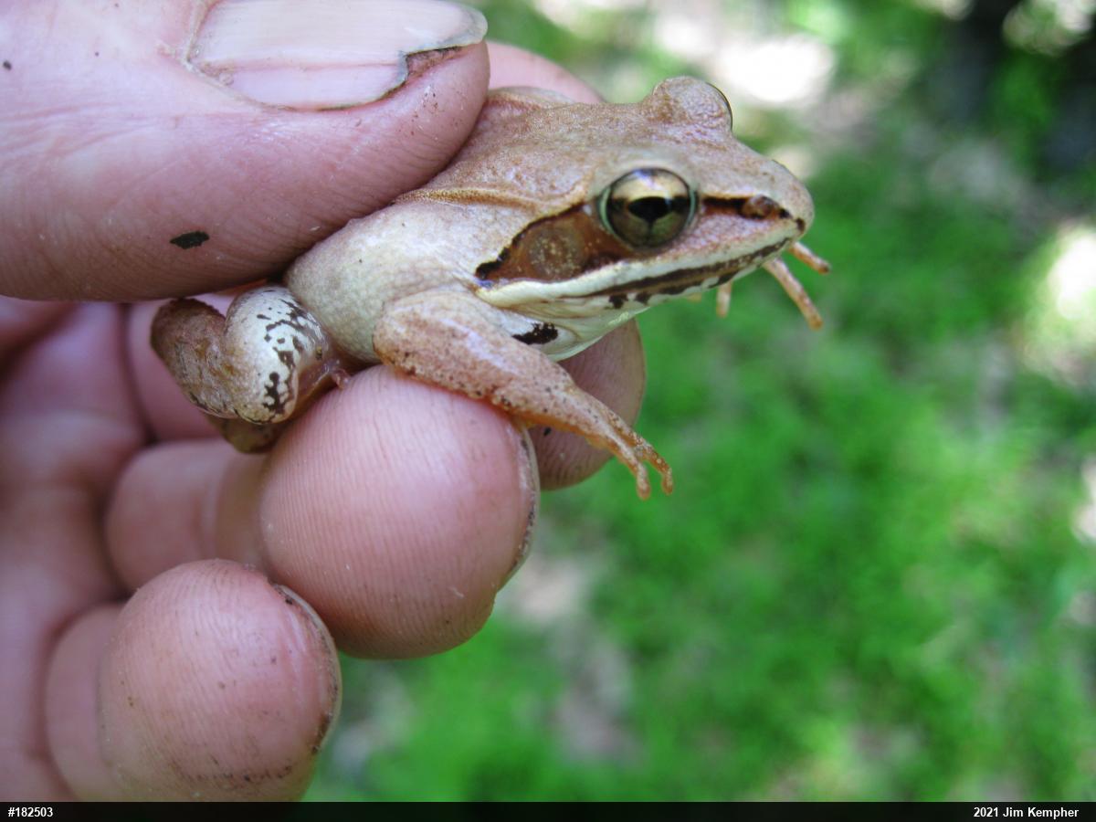 Wood Frog