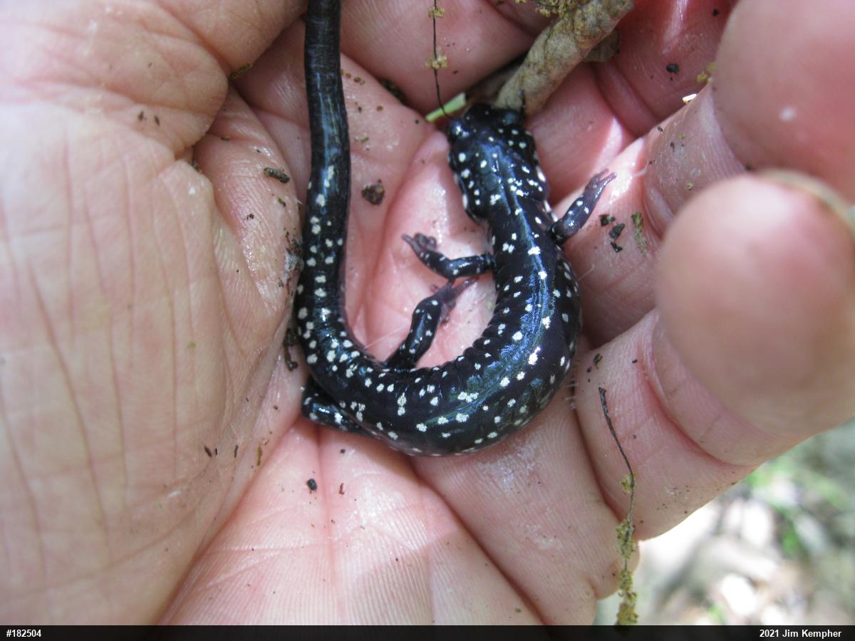 Northern Slimy Salamander