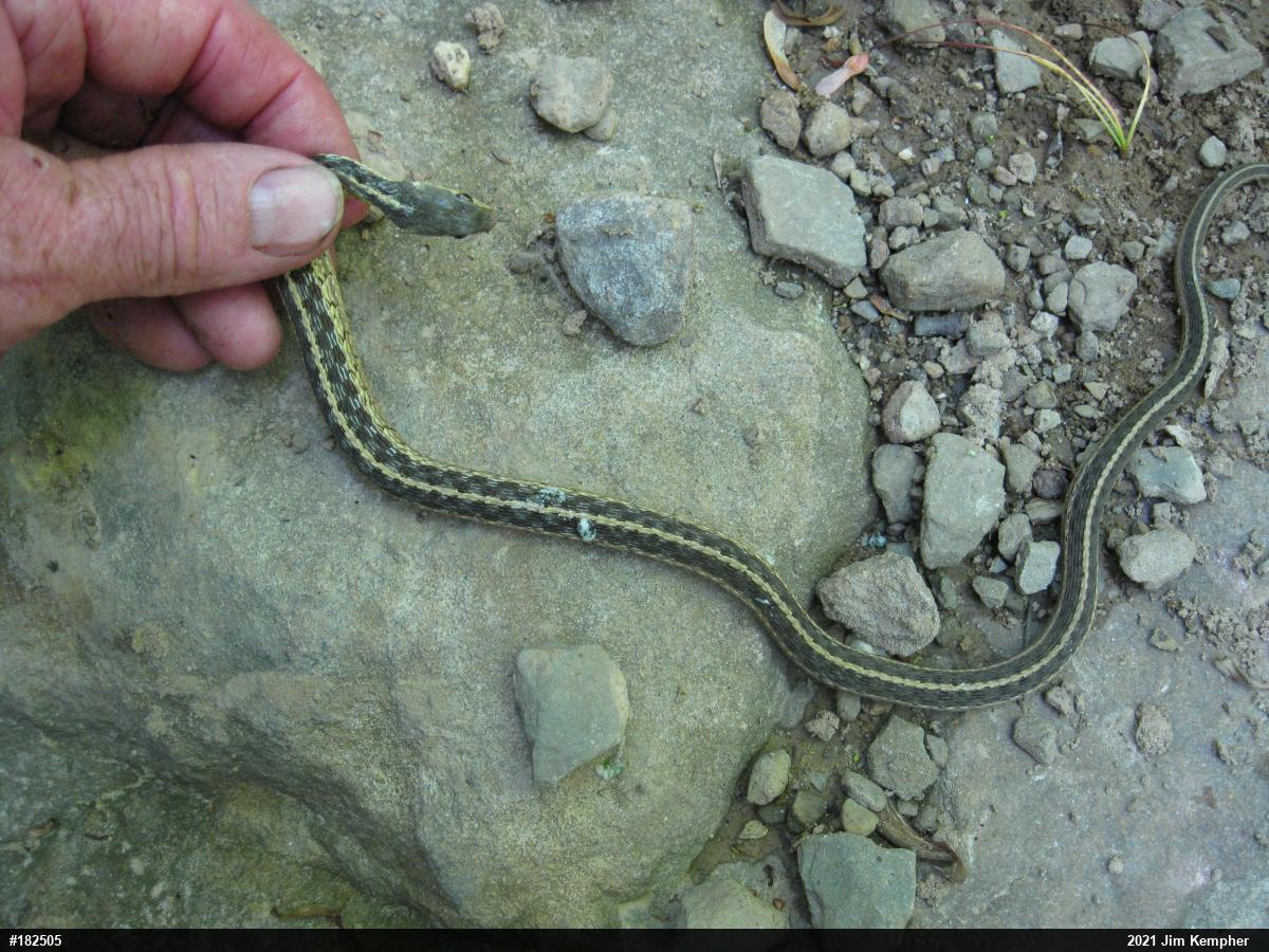Eastern Gartersnake