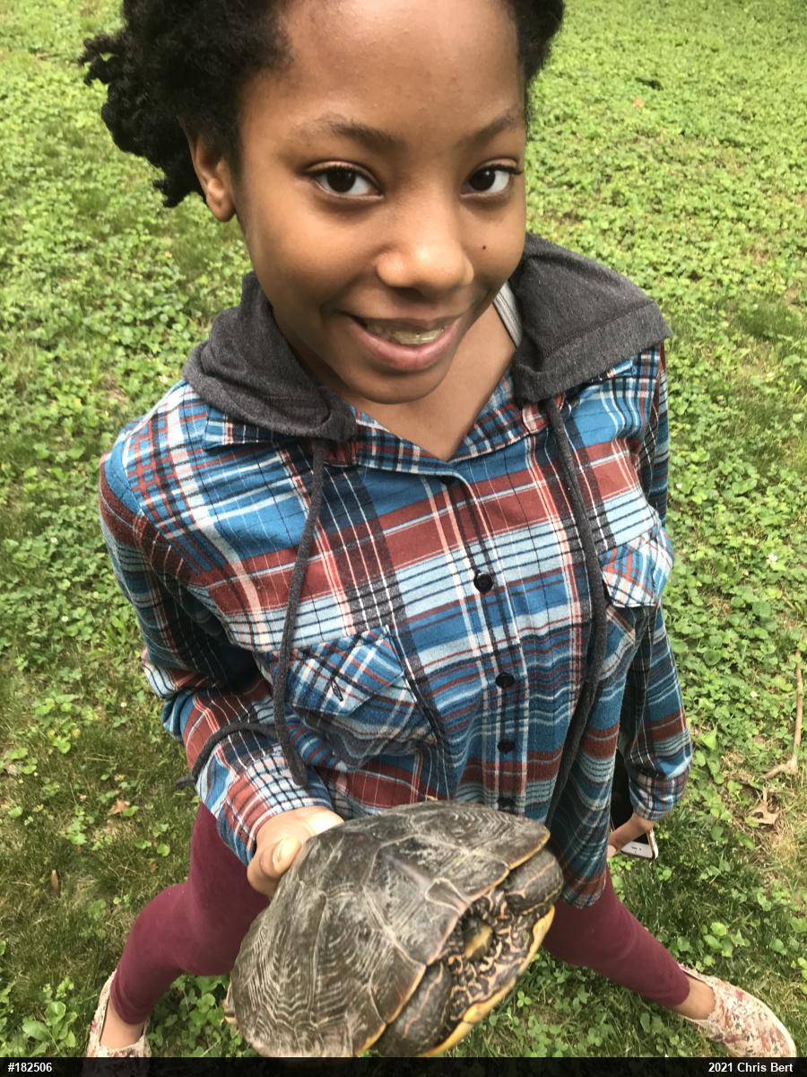 Northern Map Turtle